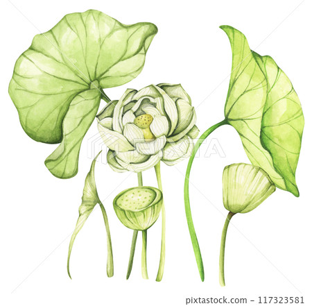 Lotus. Vintage style. Watercolor illustration. Design for the design of invitations, fabrics and other items. 117323581