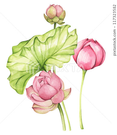 Lotus. Vintage style. Watercolor illustration. Design for the design of invitations, fabrics and other items. 117323582
