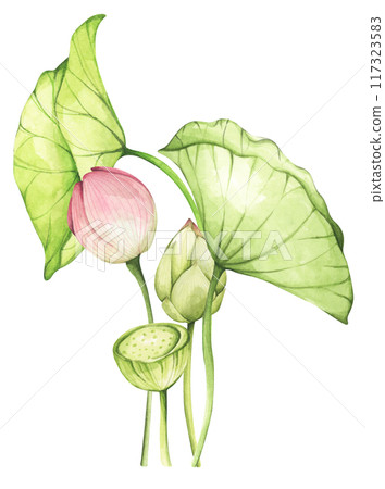 Lotus. Vintage style. Watercolor illustration. Design for the design of invitations, fabrics and other items. 117323583