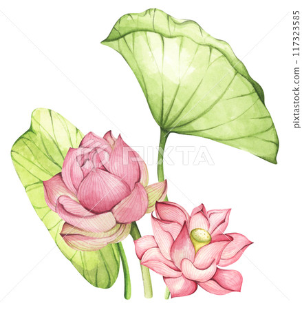 Lotus. Vintage style. Watercolor illustration. Design for the design of invitations, fabrics and other items. 117323585