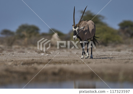 Gemsbok approaching a waterhole Gemsbok approaching a waterhole 117323597