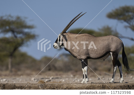 Gemsbok approaching a waterhole Gemsbok approaching a waterhole 117323598
