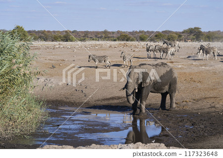 Bull elephant at a waterhole 117323648