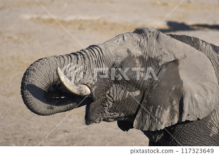 Bull elephant at a waterhole 117323649