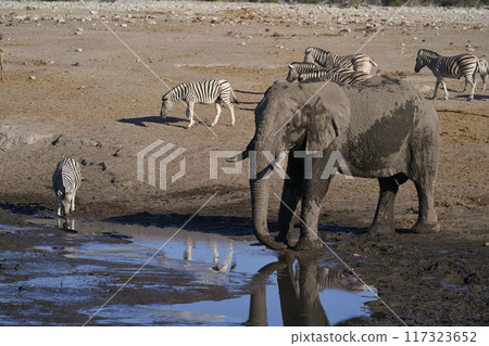 Bull elephant at a waterhole 117323652
