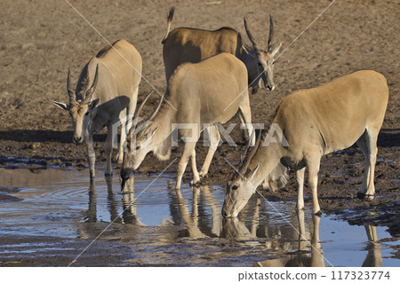 Eland drinking at a waterhole Eland drinking at a waterhole 117323774