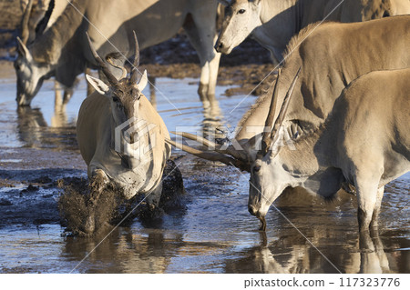 Eland drinking at a waterhole 117323776
