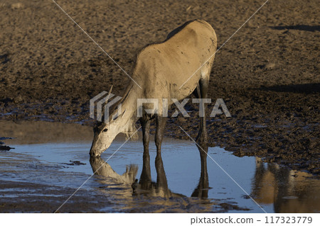 Eland drinking at a waterhole 117323779
