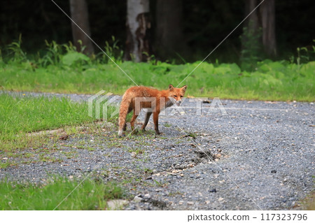 Hokkaido in summer: A young red fox searching for food Hokkaido in summer: A young red fox searching for food 117323796