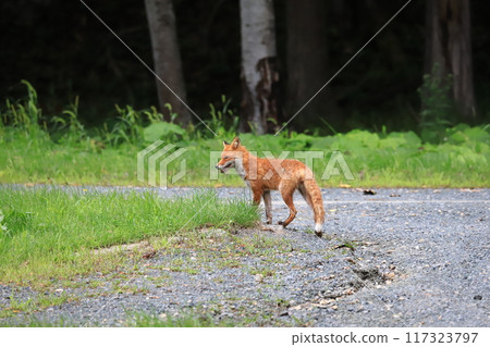 Hokkaido in summer: A young red fox searching for food Hokkaido in summer: A young red fox searching for food 117323797