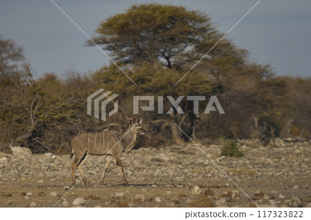 Male Kudu Male Kudu 117323822