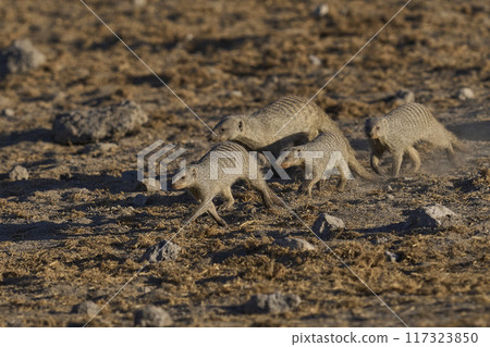 Banded Mongoose Banded Mongoose 117323850