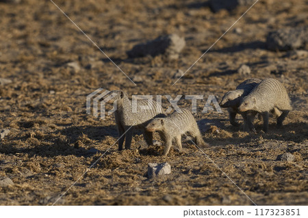 Banded Mongoose Banded Mongoose 117323851