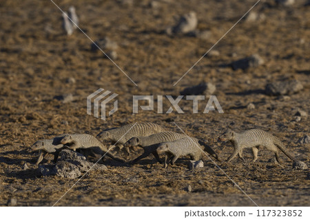 Banded Mongoose Banded Mongoose 117323852