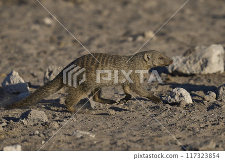 Banded Mongoose Banded Mongoose 117323854