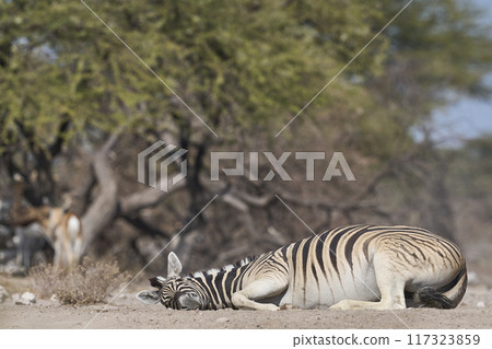 Zebra dust bath 117323859