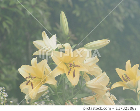 黃色南瓜百合(奶油黃色 concadre)在雨季開花 黃色南瓜百合(奶油黃色 concadre)在雨季開花 117323862