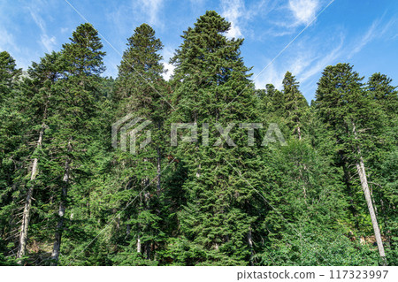 Tall green pines against a blue sky 117323997