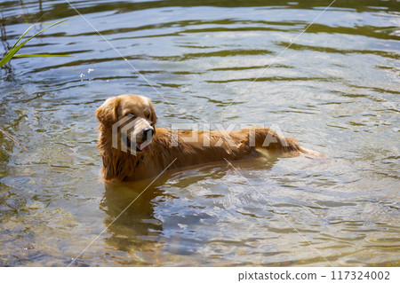 Golden Retriever Standing in a Lake Golden Retriever Standing in a Lake 117324002