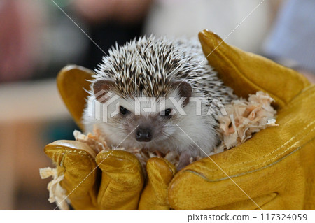 可愛的刺蝟（Yotsuyubi 刺蝟） 117324059