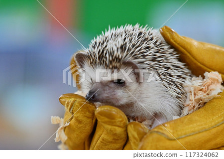 可愛的刺蝟（Yotsuyubi 刺蝟） 117324062