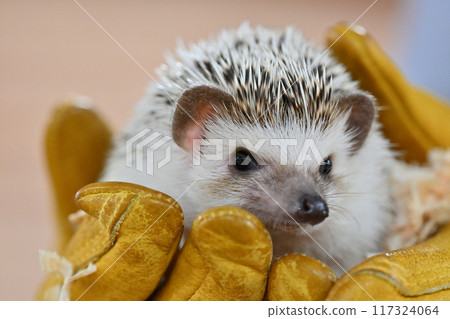 可愛的刺蝟（Yotsuyubi 刺蝟） 117324064