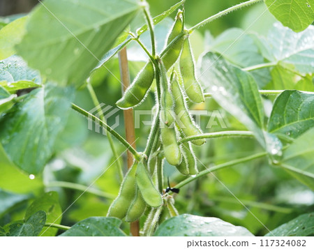 Buddy edamame beans 117324082