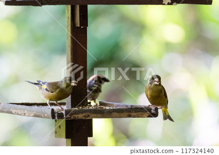 [Wild birds] Eurasian siskins and sparrows gathering at a feeding area 117324140