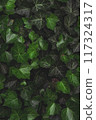 Close-up of lush green ivy leaves, forming a dense and 117324317