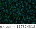 lush green grass background in vibrant field 117324318