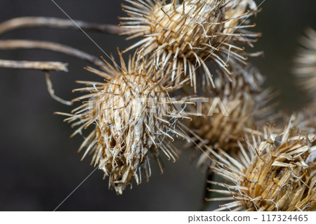 The fruits of Arctium lappa greater burdock, close-up of a plant with pointed spines in sunlight 117324465