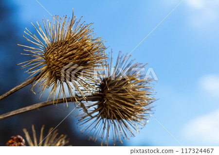 The fruits of Arctium lappa greater burdock, close-up of a plant with pointed spines in sunlight The fruits of Arctium lappa greater burdock, close-up of a plant with pointed spines in sunlight 117324467