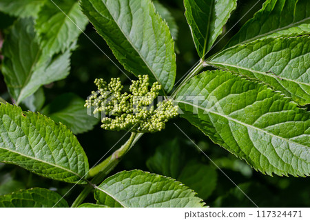 Flower buds and flowers of the Black Elder in spring, Sambucus nigra Flower buds and flowers of the Black Elder in spring, Sambucus nigra 117324471