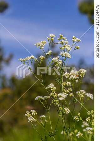 Shoots from the wild plant Galium palustre Shoots from the wild plant Galium palustre 117324478