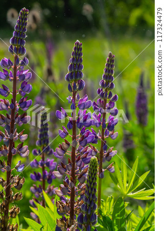 Lupinus, lupin, lupine field with pink purple and blue flowers Lupinus, lupin, lupine field with pink purple and blue flowers 117324479
