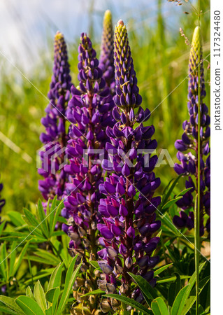 Lupinus, lupin, lupine field with pink purple and blue flowers Lupinus, lupin, lupine field with pink purple and blue flowers 117324480