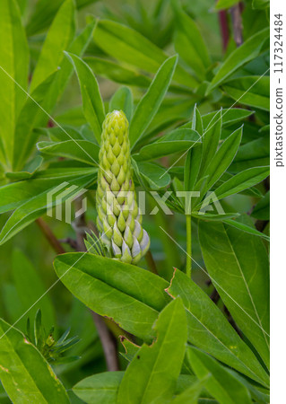 Lupinus, lupin, lupine field with pink purple and blue flowers Lupinus, lupin, lupine field with pink purple and blue flowers 117324484