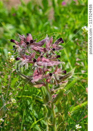 Flowers and leaves of the monkswort Nonea pulla, from Europe 117324486