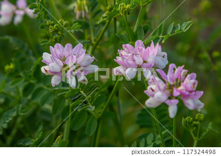the flowers of Securigera varia - crownvetch, purple crown vetch 117324498