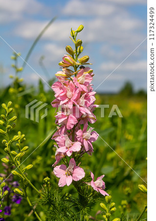 Pink and purple Delphinium Larkspur flowering plant in flower field, the Ranunculaceae family 117324499