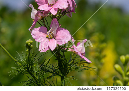 Pink and purple Delphinium Larkspur flowering plant in flower field, the Ranunculaceae family Pink and purple Delphinium Larkspur flowering plant in flower field, the Ranunculaceae family 117324500