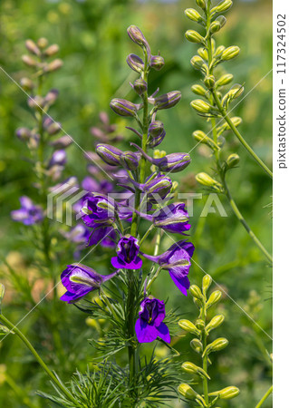 Delphinium grandiflorum blue butterfly flowers on blurred background Delphinium grandiflorum blue butterfly flowers on blurred background 117324502
