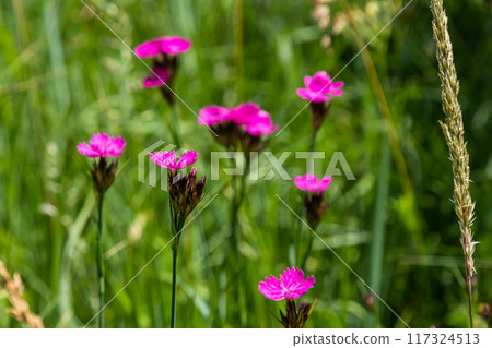 Dianthus carthusianorum, commonly known as Carthusian pink, is a species of the Caryophyllacea family - a wild flower of Europe Dianthus carthusianorum, commonly known as Carthusian pink, is a species of the Caryophyllacea family - a wild flower of Europe 117324513