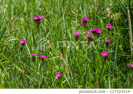 Dianthus carthusianorum, commonly known as Carthusian pink, is a species of the Caryophyllacea family - a wild flower of Europe 117324514