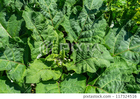 Arctium lappa - Young burdock leaves in an early summer Arctium lappa - Young burdock leaves in an early summer 117324516