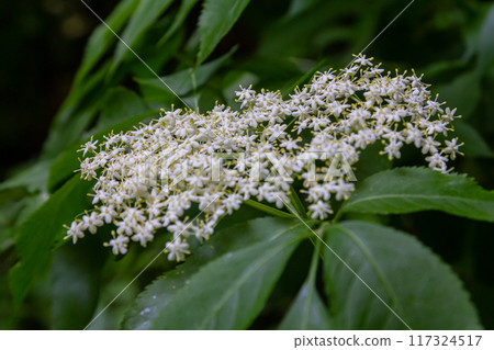 Flower buds and flowers of the Black Elder in spring, Sambucus nigra Flower buds and flowers of the Black Elder in spring, Sambucus nigra 117324517