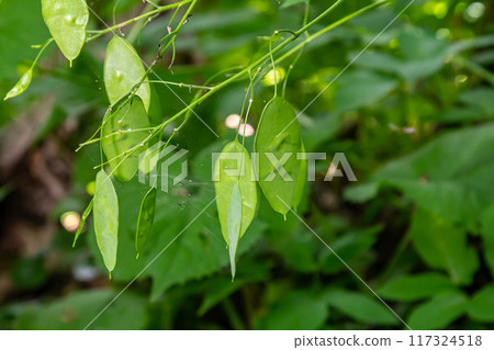 Lunaria plant with Unripe green seedpod and green leaves in garden. Lunaria annua, called honesty or annual honesty Lunaria plant with Unripe green seedpod and green leaves in garden. Lunaria annua, called honesty or annual honesty 117324518