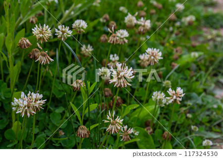 White clover flowers among the grass. Trifolium repens 117324530