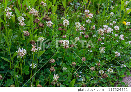 White clover flowers among the grass. Trifolium repens 117324531