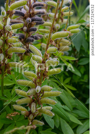 Large leaved lupine seed pods - Latin name - Lupinus polyphyllus Large leaved lupine seed pods - Latin name - Lupinus polyphyllus 117324532
